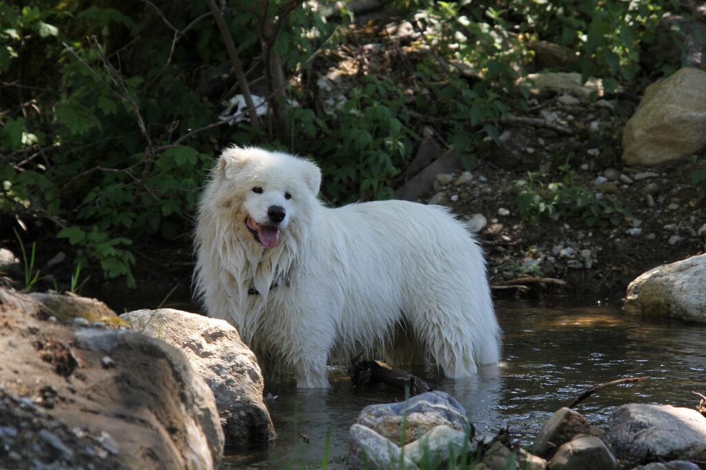 Samoyed in water
