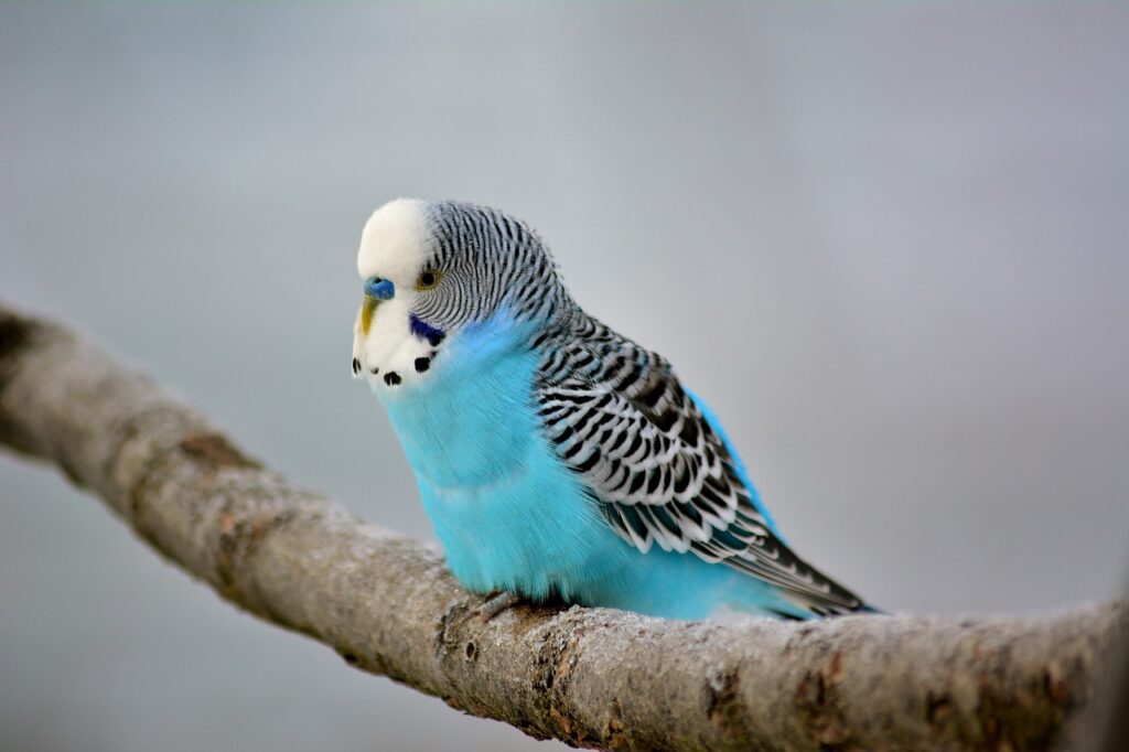 budgie