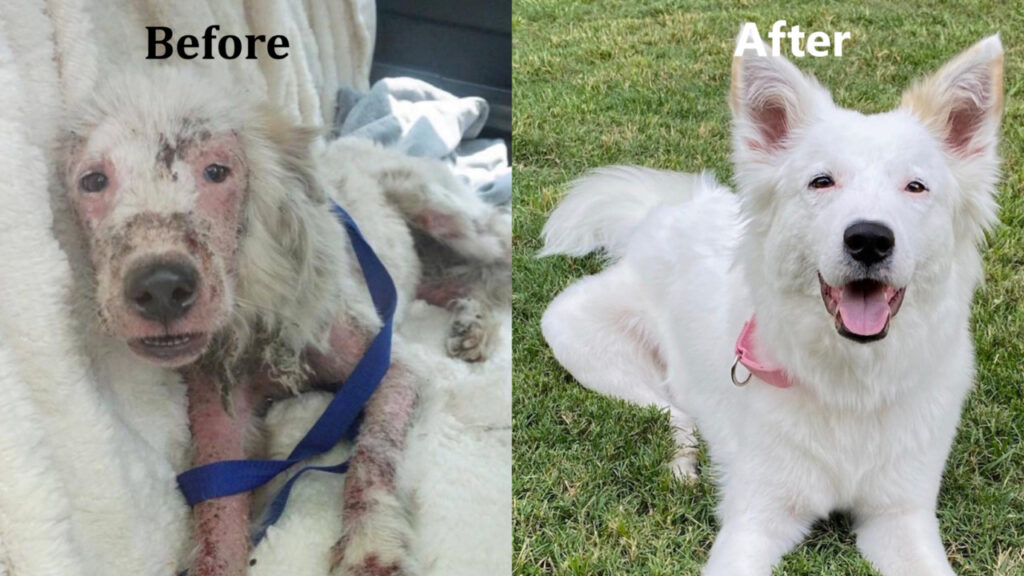 Gardenia Before and After