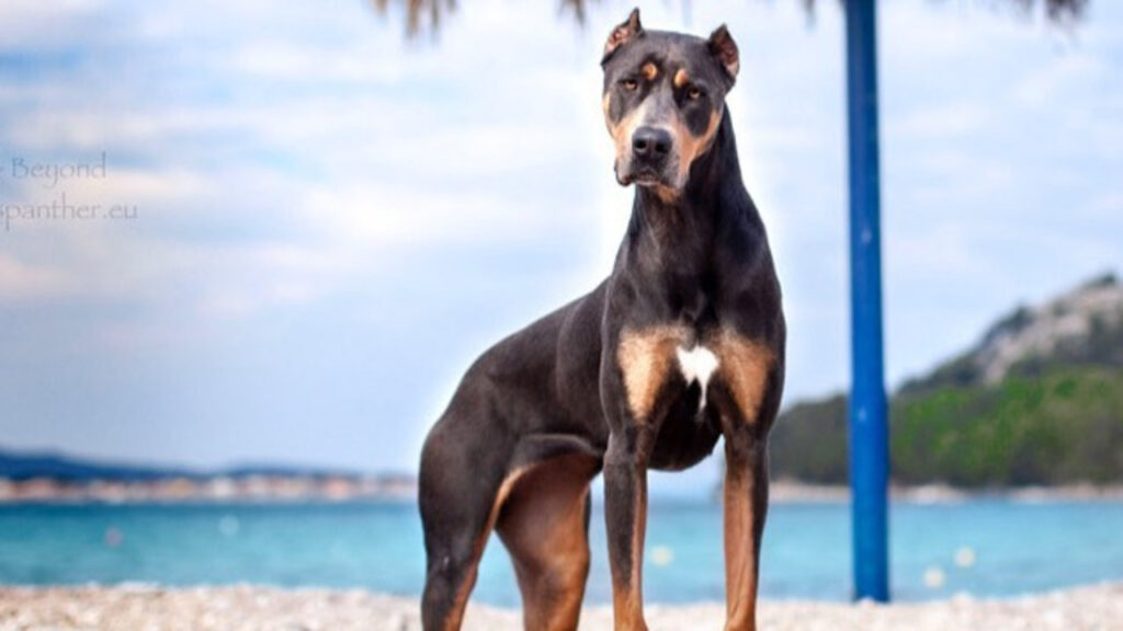 Canis Panther at the beach