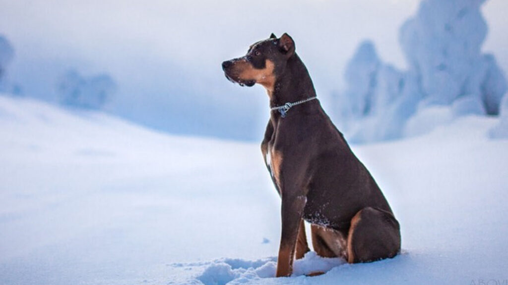Canis Panther in snow
