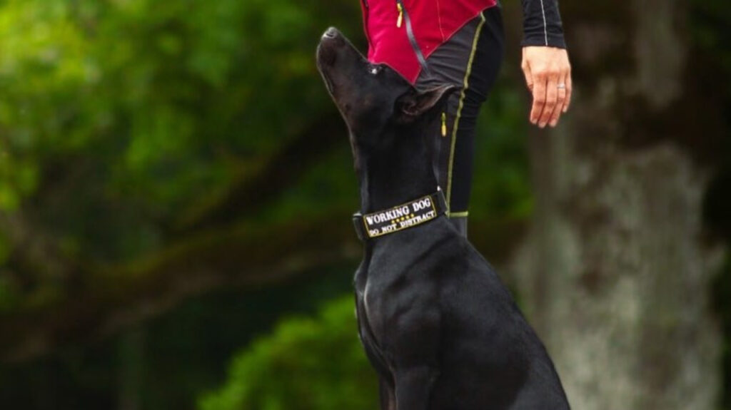 Canis Panther on guard