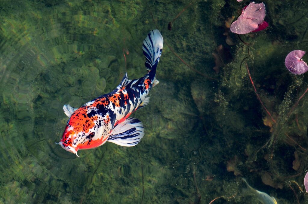 japanese koi