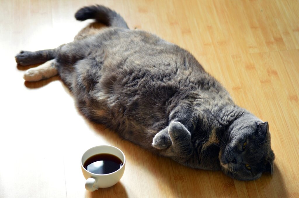 fat cat having diabetes