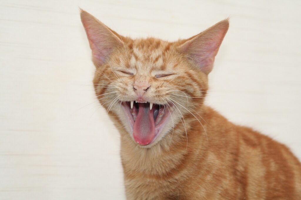 Orange tabby cat yawning with joy.
