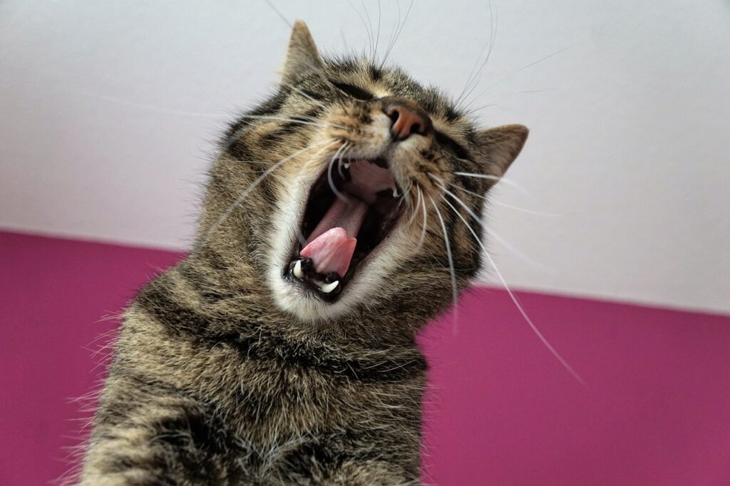 cat in pain