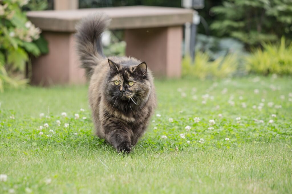Majestic British longhair cat strolling outside.