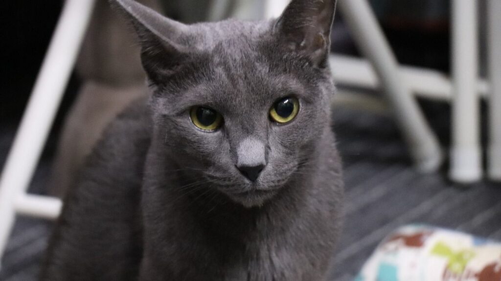 Close-up of a Russian Blue cat with sleek gray fur and striking green eyes, sitting indoors.