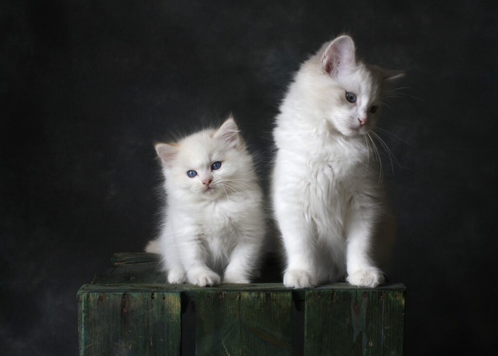 Two fluffy white kittens sitting on crate.