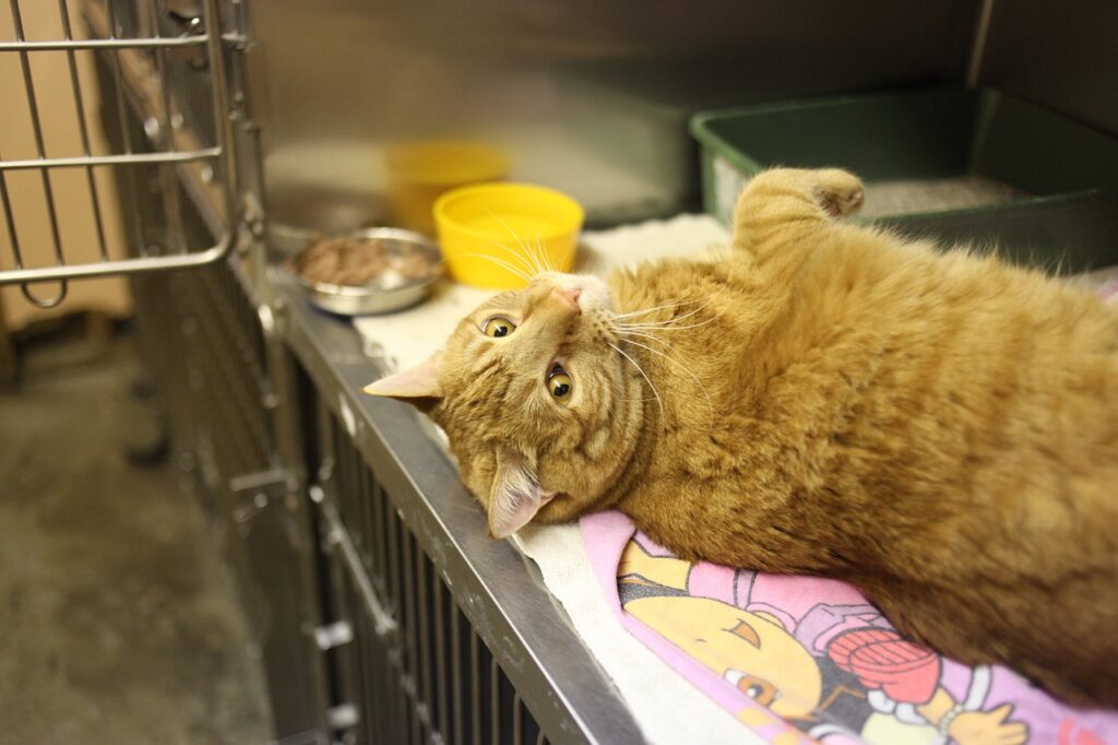 cat in veterinary hospital