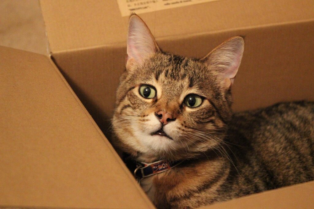 kitty box