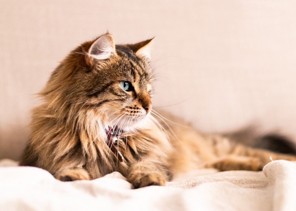 Fluffy brown tabby cat relaxing indoors.