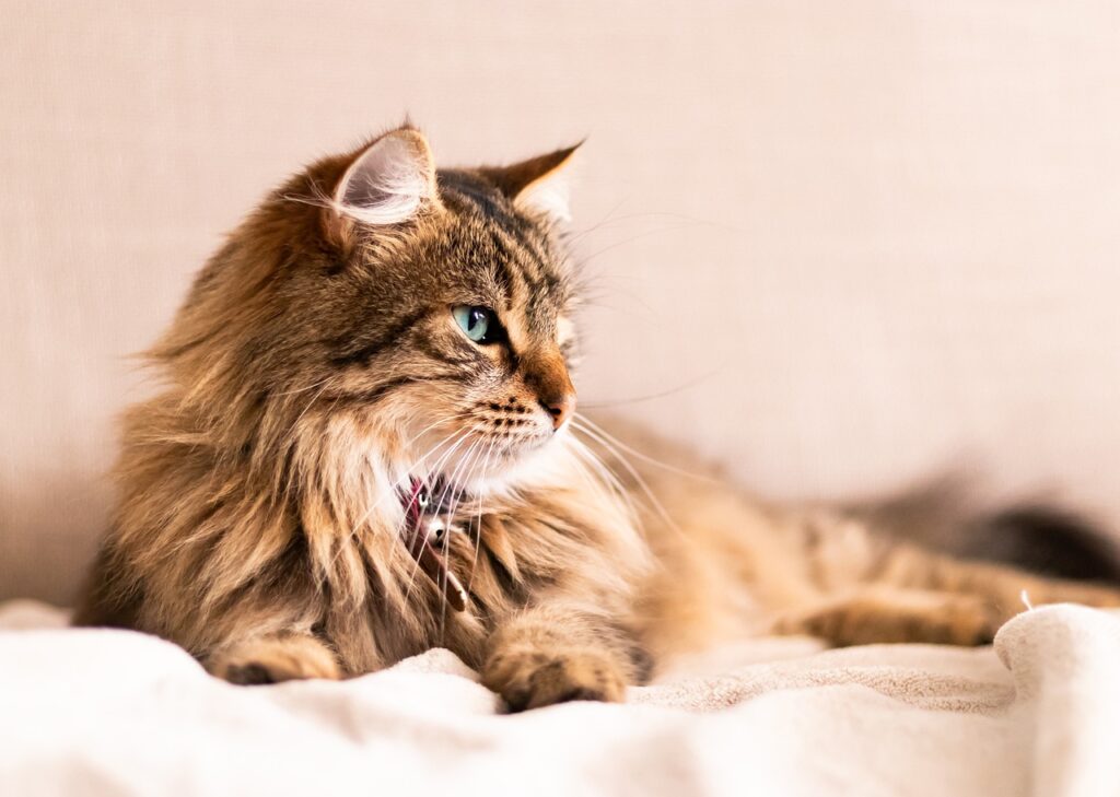 cats