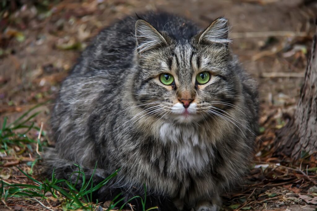 Persian Fluffy tabby cat with stunning green eyes.