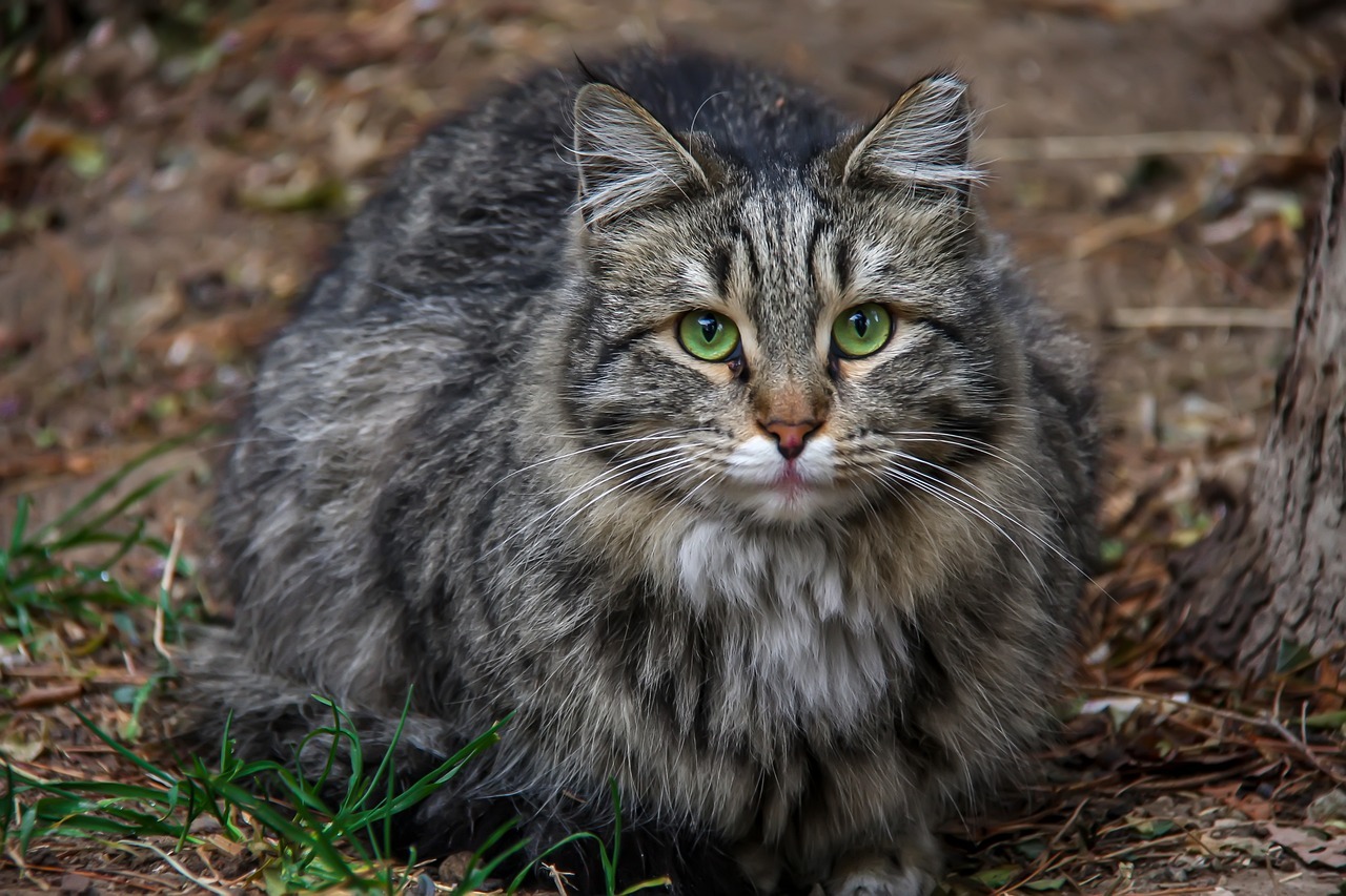Persian Fluffy tabby cat with stunning green eyes.