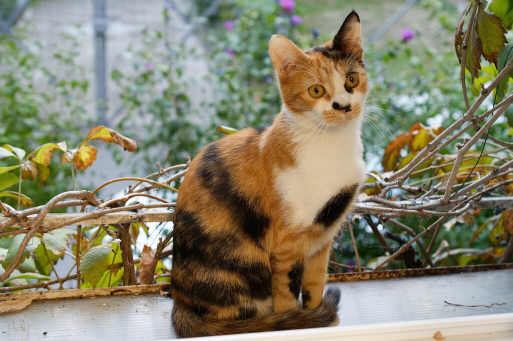Calico