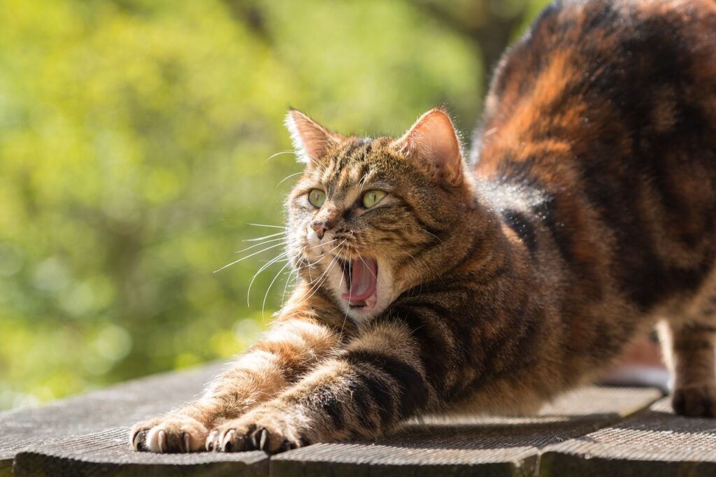 Tabby cat stretching and yawning outdoors.