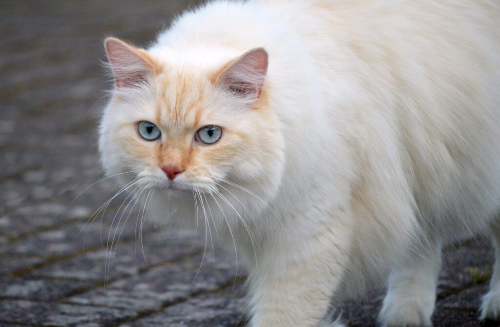 Furry feline with striking blue, intense gaze.