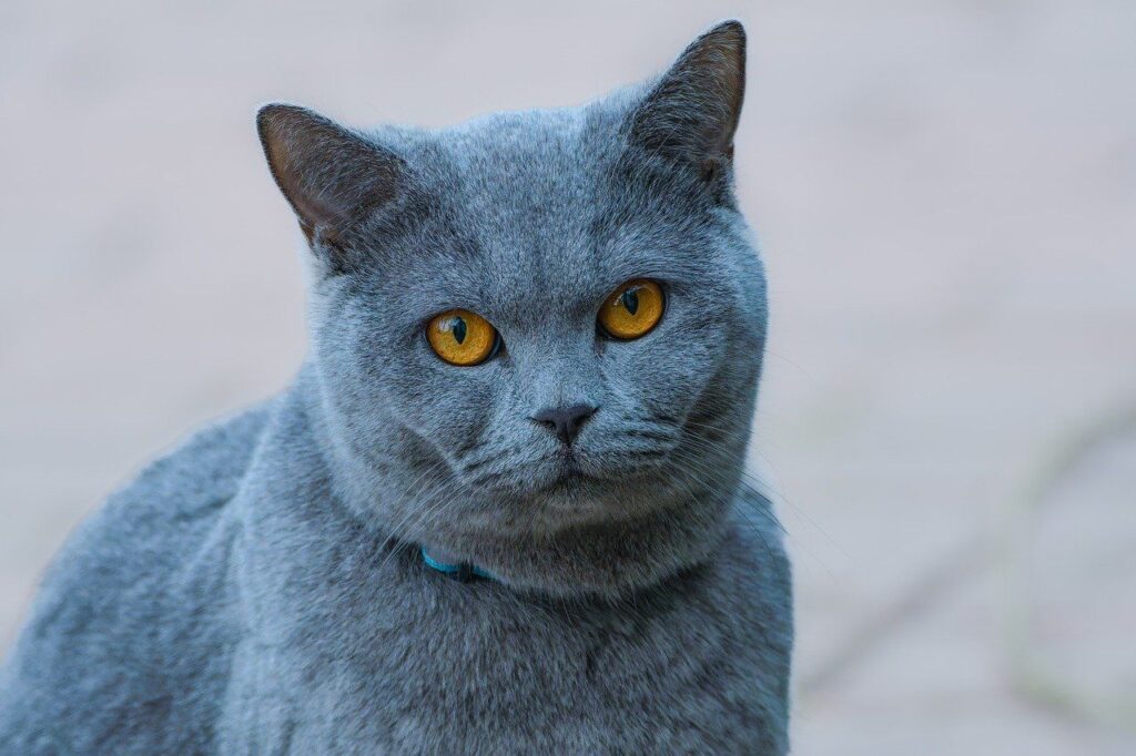 Blue-gray chartreux with bright yellow eyes.