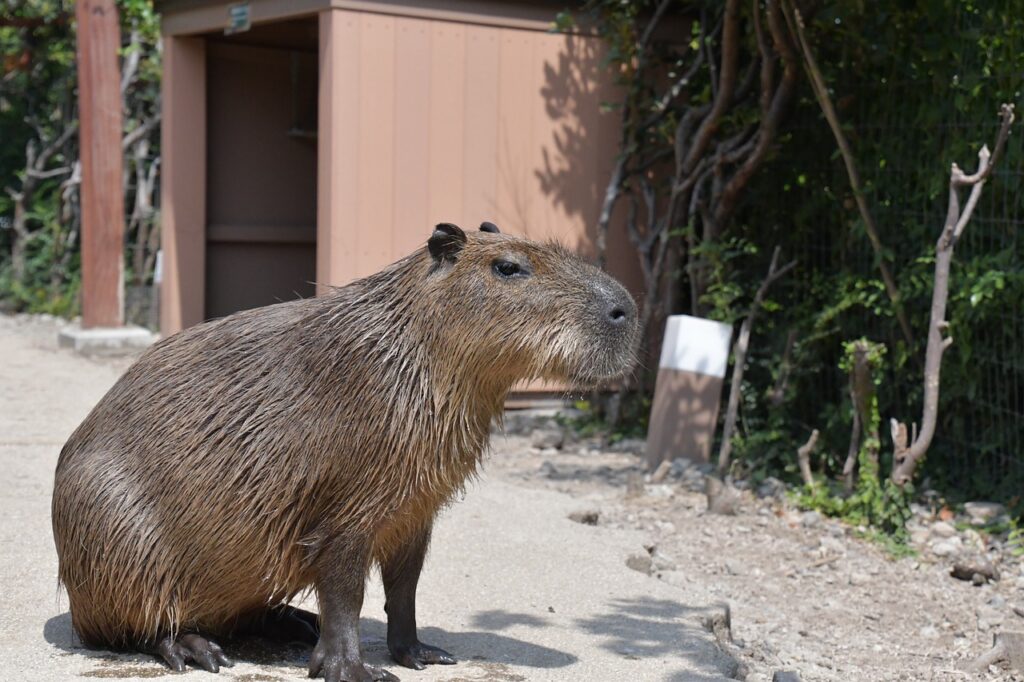 Capybara in a walkway