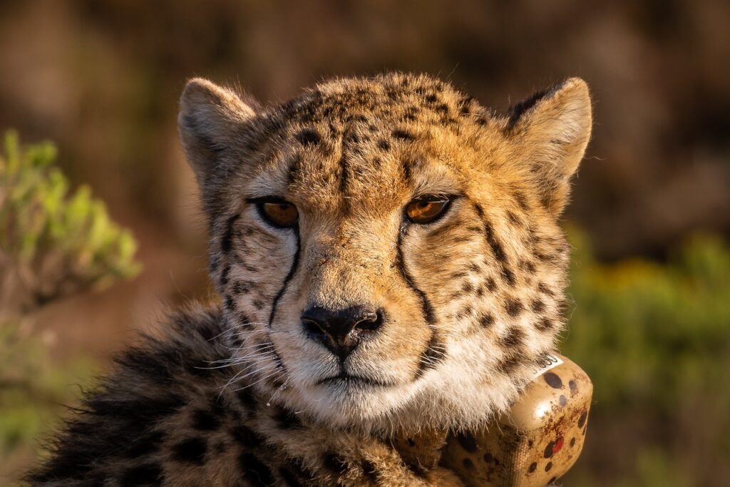 Cheetah in wildlife