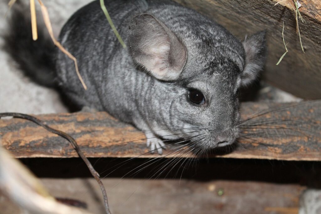chinchilla-4830472_1280
