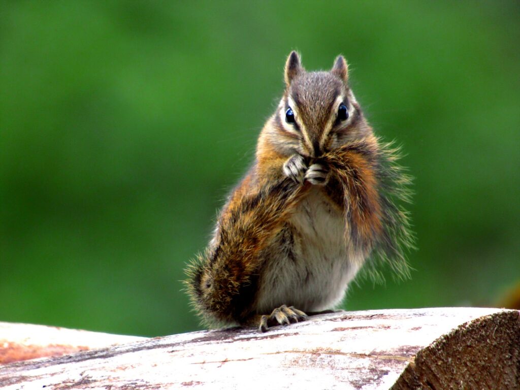chipmunk