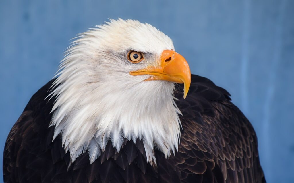 A Closeup of a Bald eagle