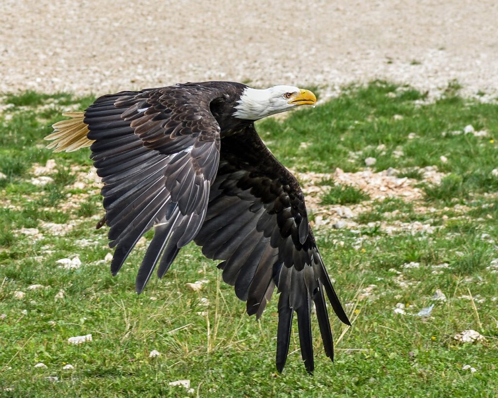 Bald Eagle flying close to land