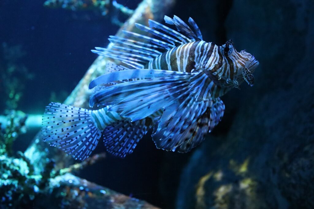  A Lion Fish swimming freely