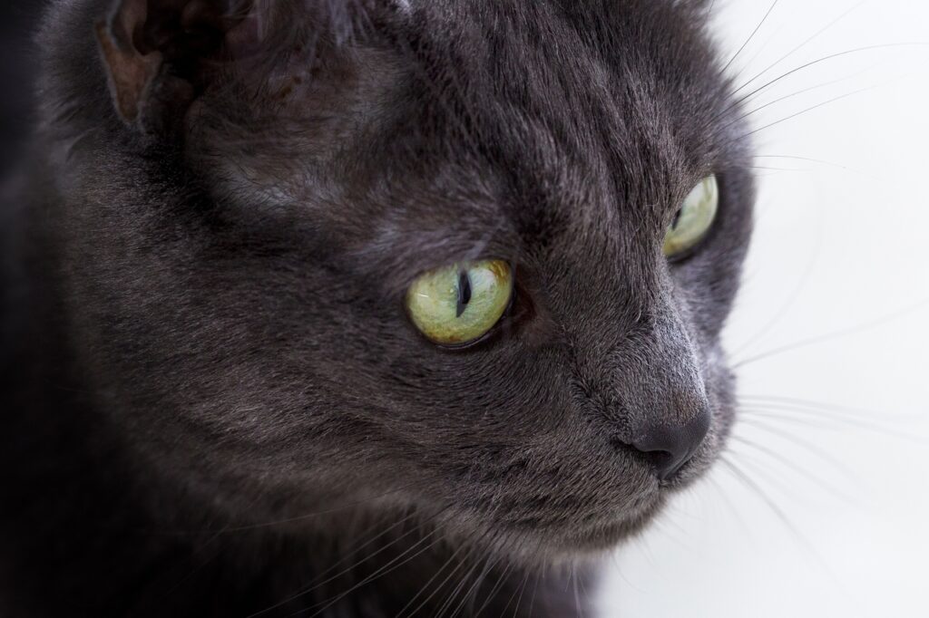 .Close-up of Nebelung cat's piercing eyes.