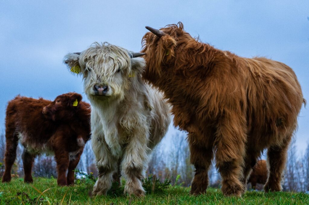 A group of shaggy highland cows grazing in a field under a cloudy sky