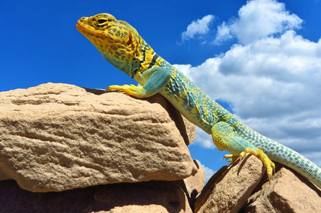 collared-lizard