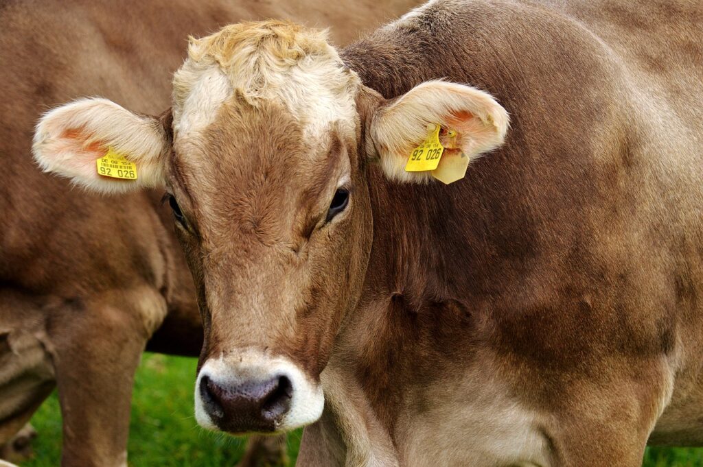 cow