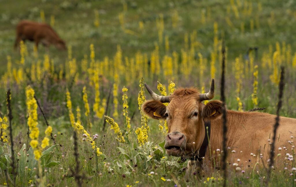 cow