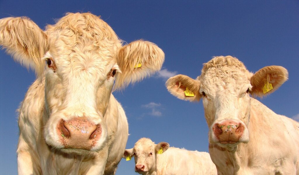 cow