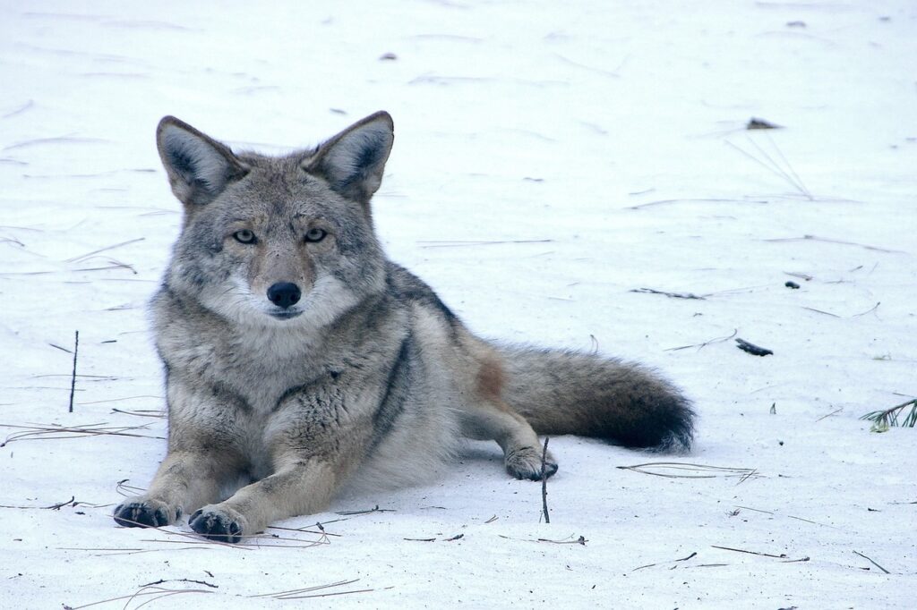 coyote lying