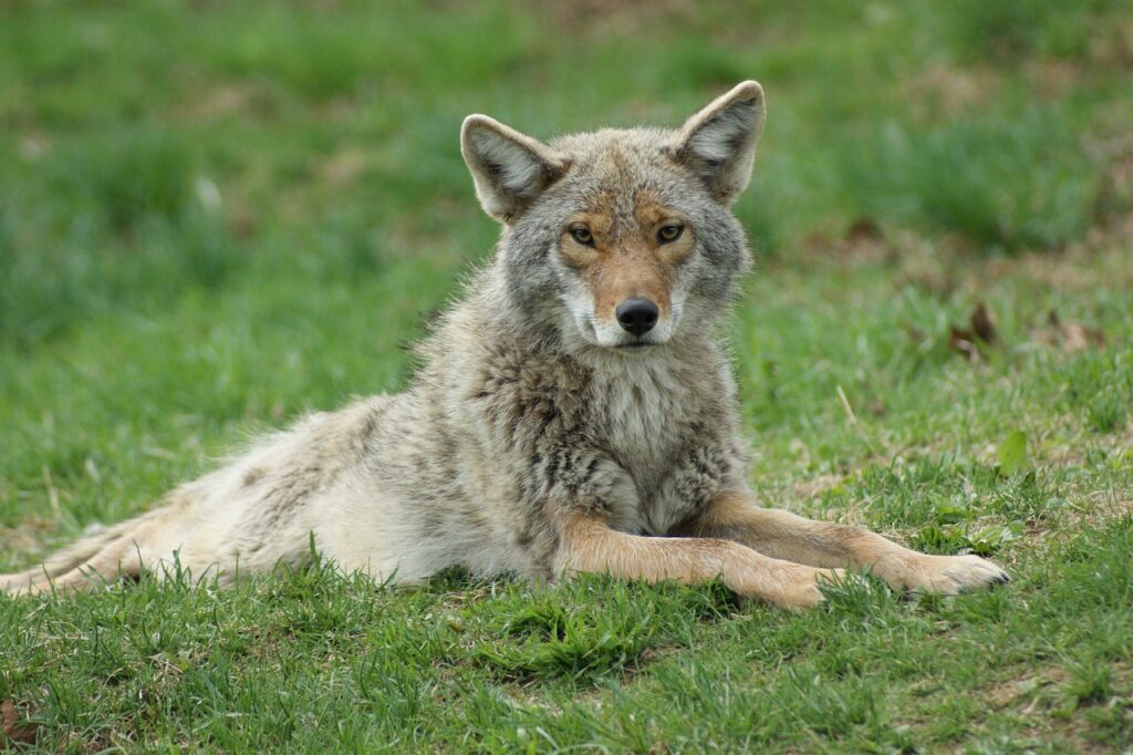 coyote resting