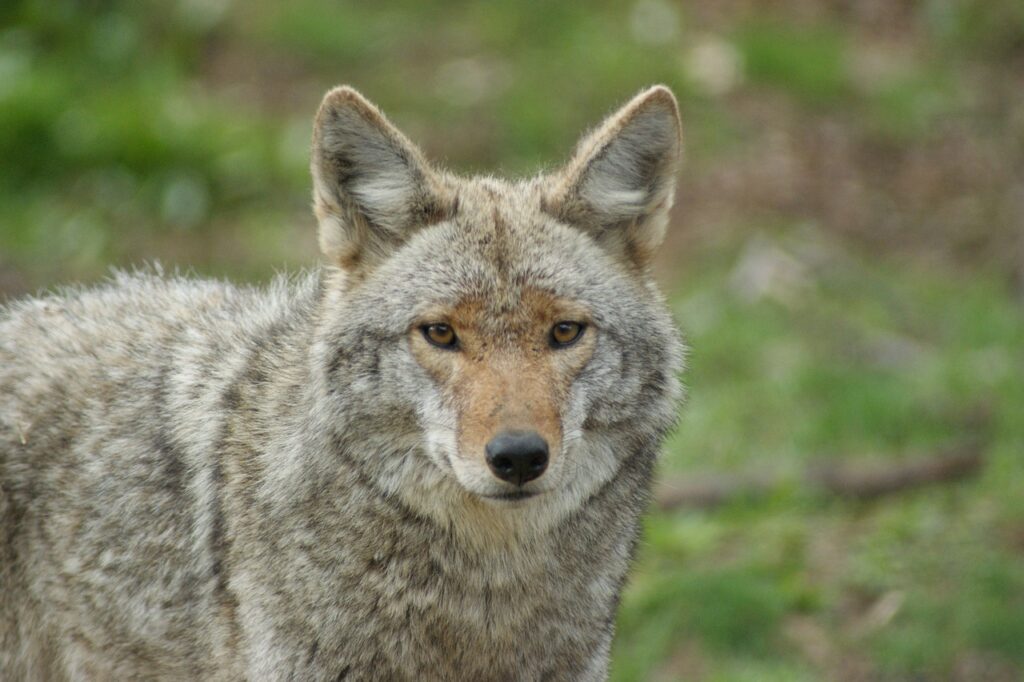 Coyote staring
