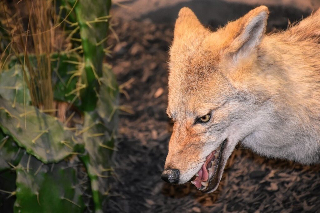 Agressive Coyote
