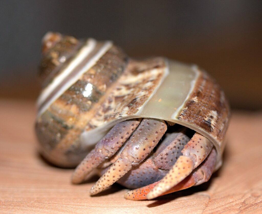 HERMIT CRAB