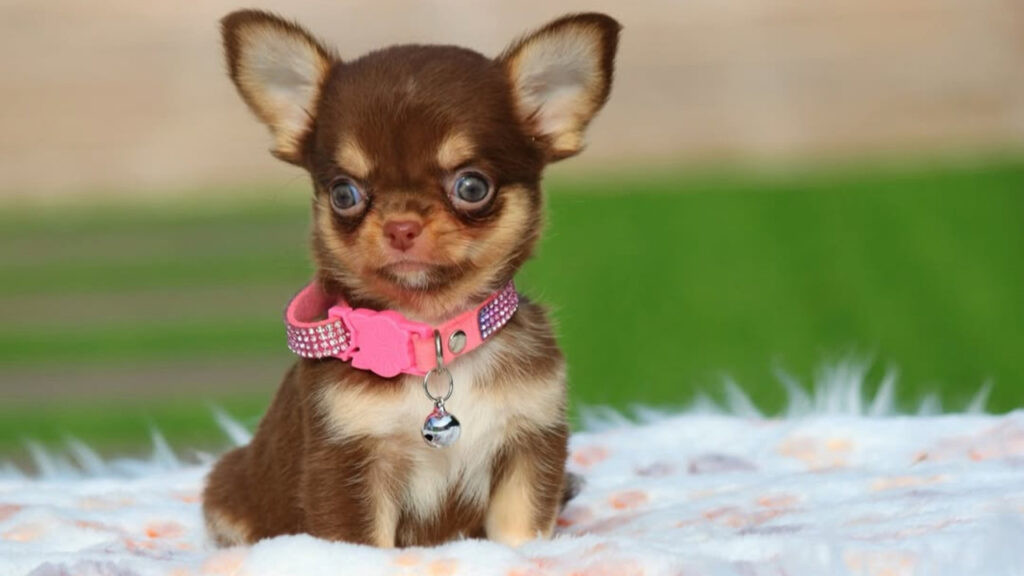 A Toy Chihuahua