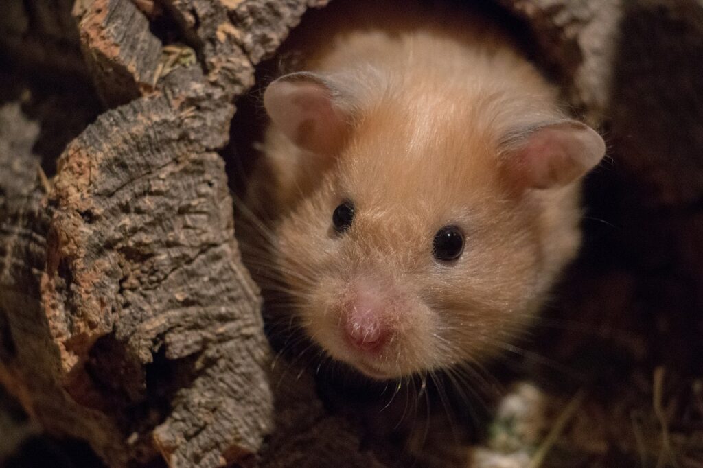 Hamster hiding