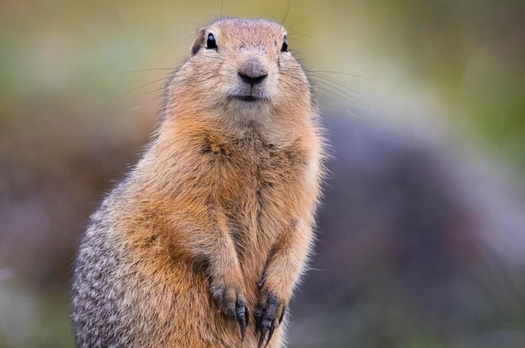 Arctic Ground Squirrels