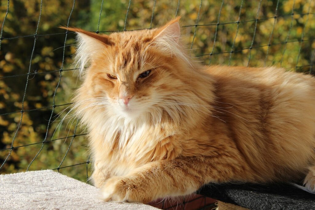 Norwegian Forest Cat resting