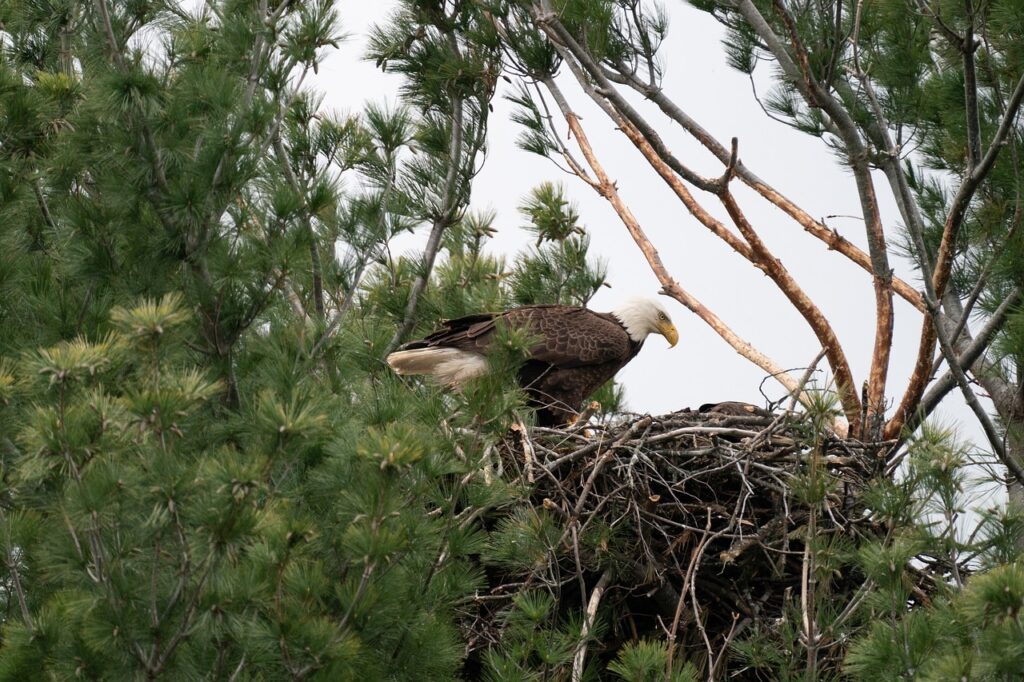  Bald eagle at its nest