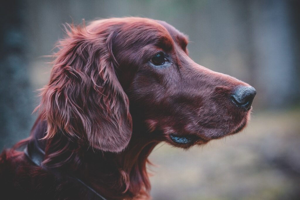 Field Spaniel profile