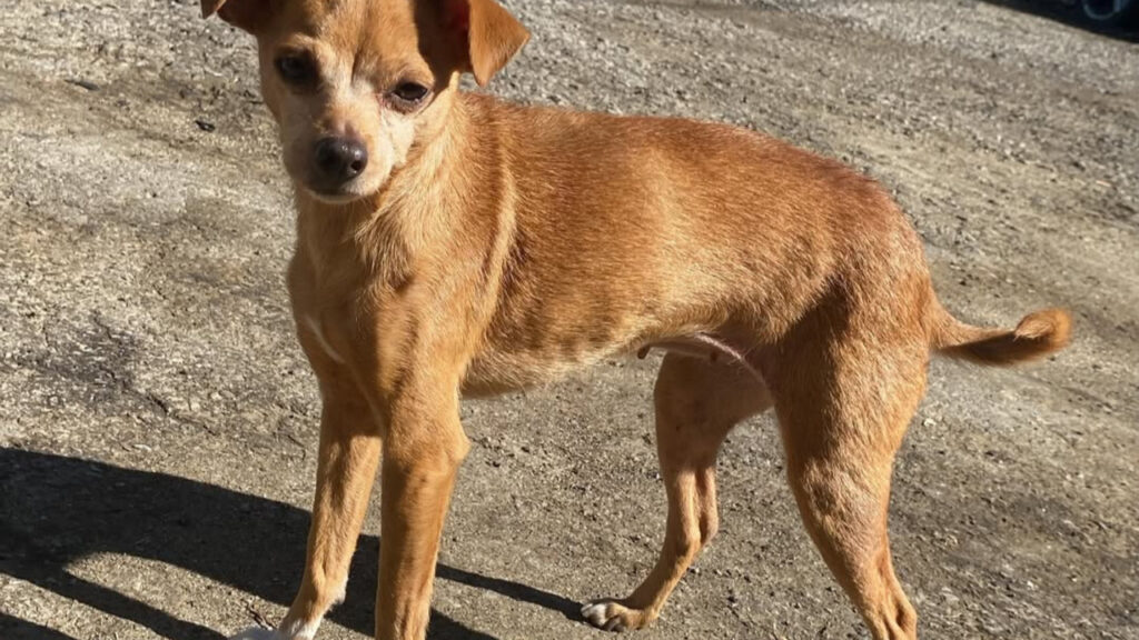 Deer legged Chihuahua