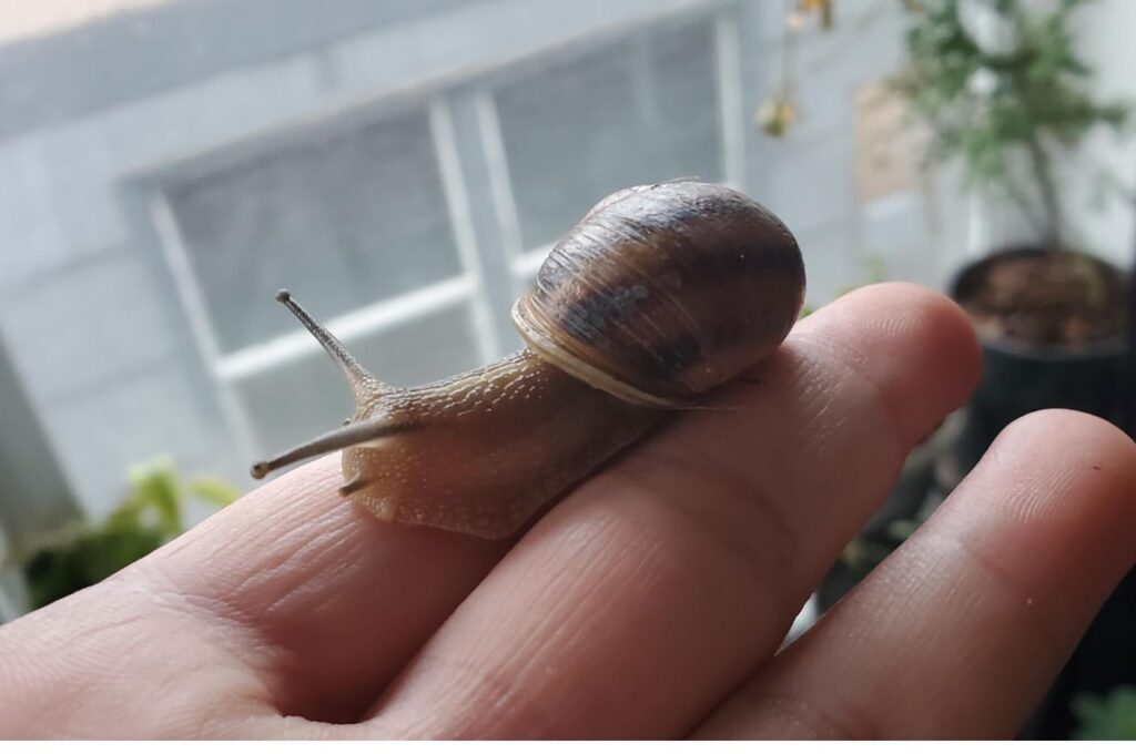 Snail