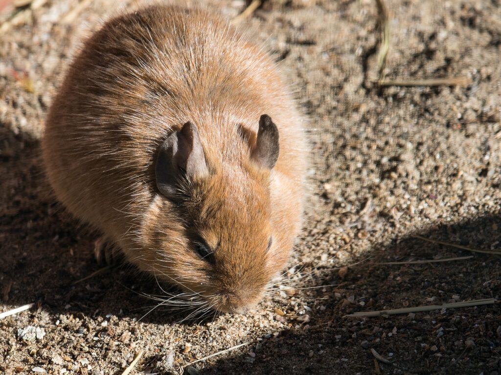 Degus